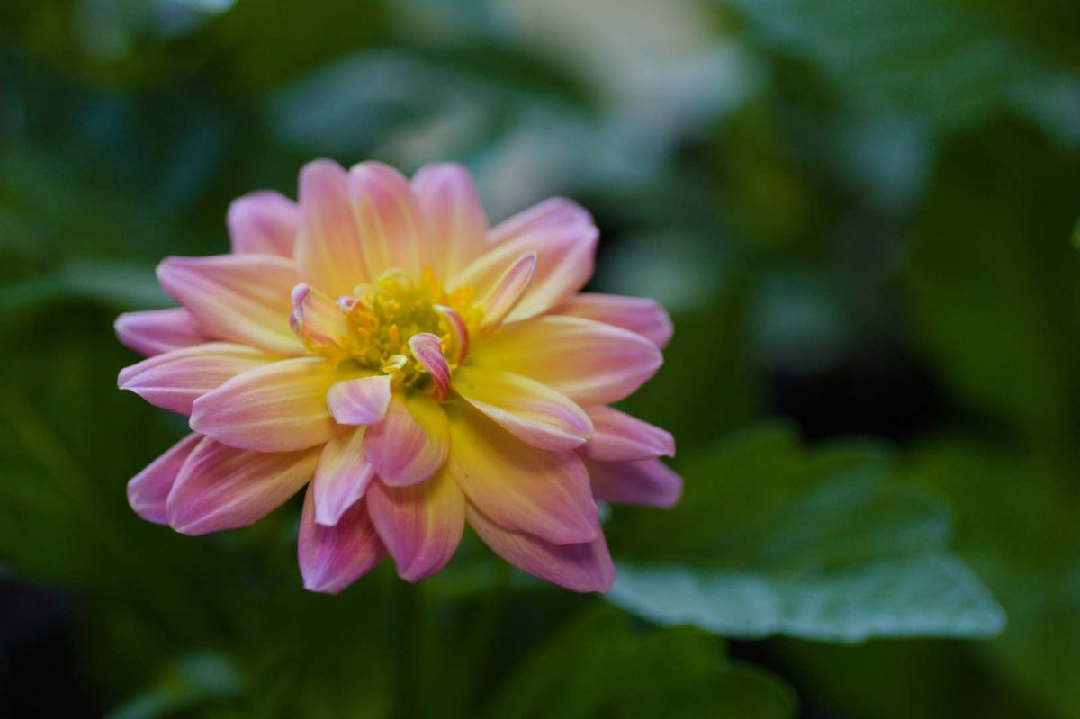 dalia