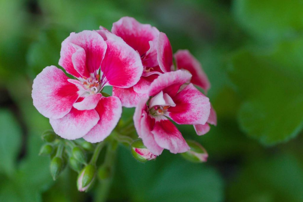 pelargonia