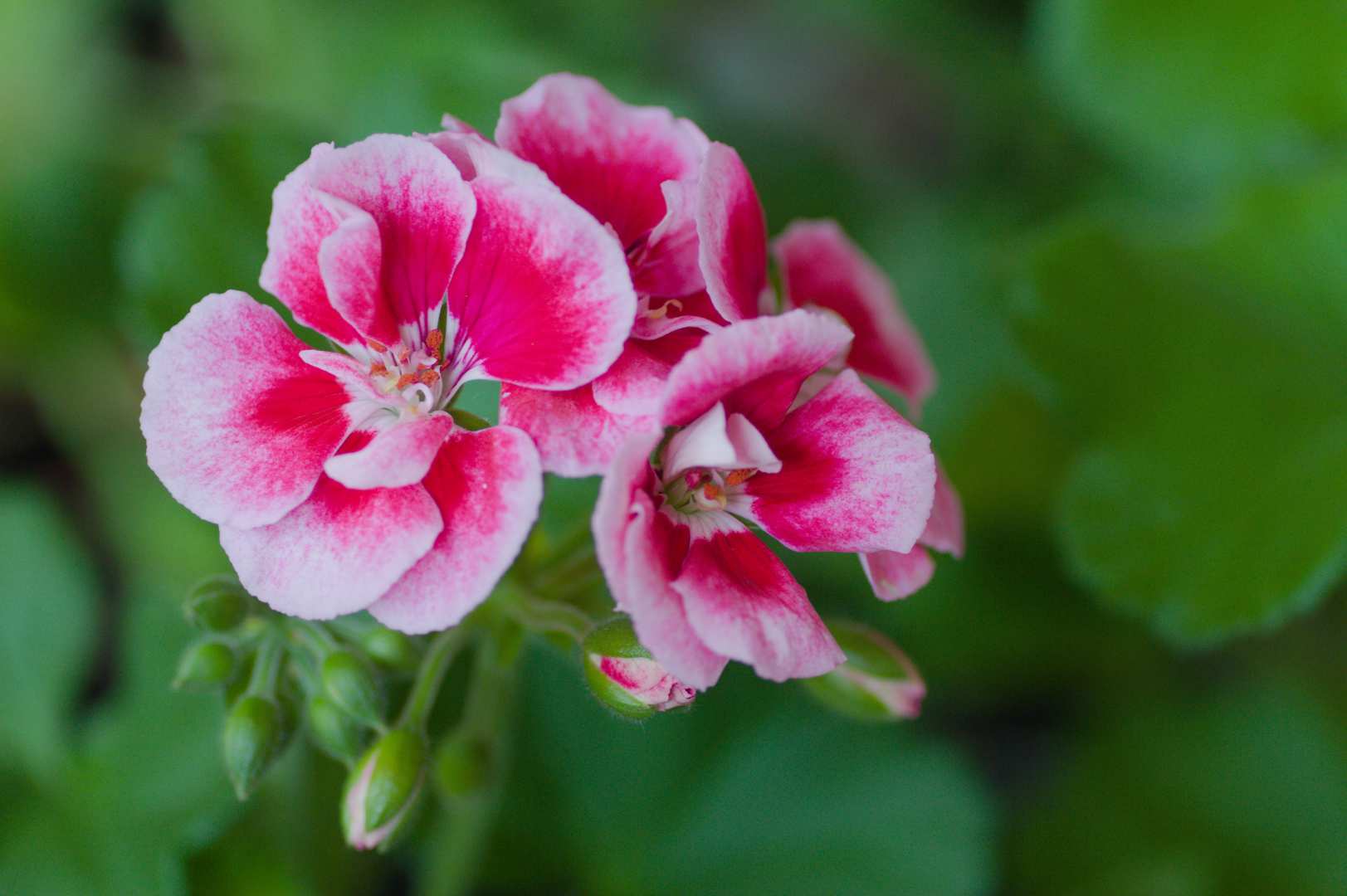 pelargonia