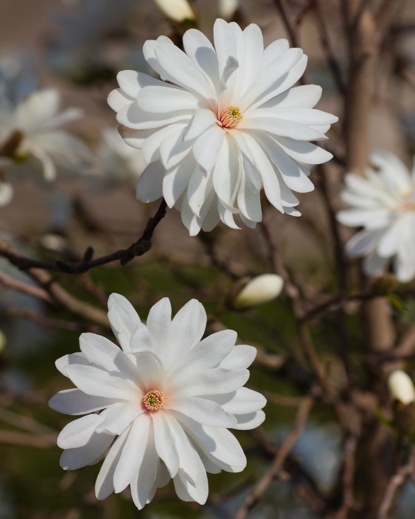 Magnolia Loebnera 'Power Puff'