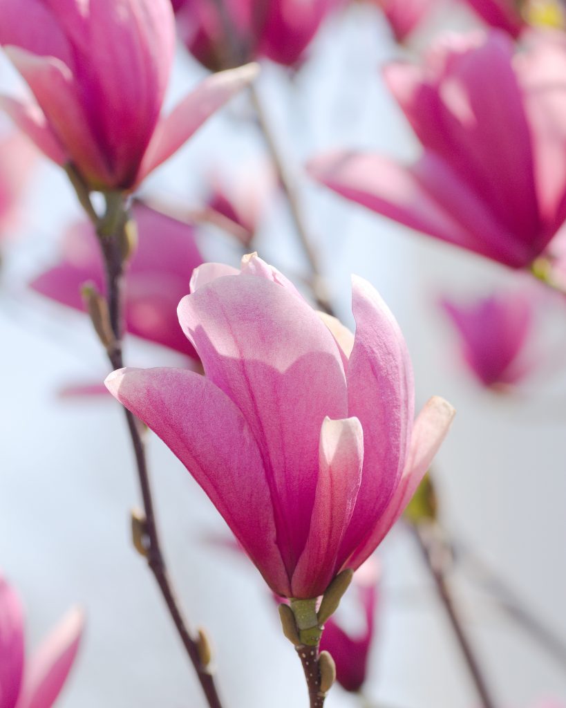 Magnolia 'Galaxy'