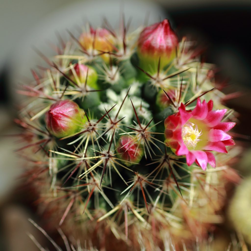 mammilaria