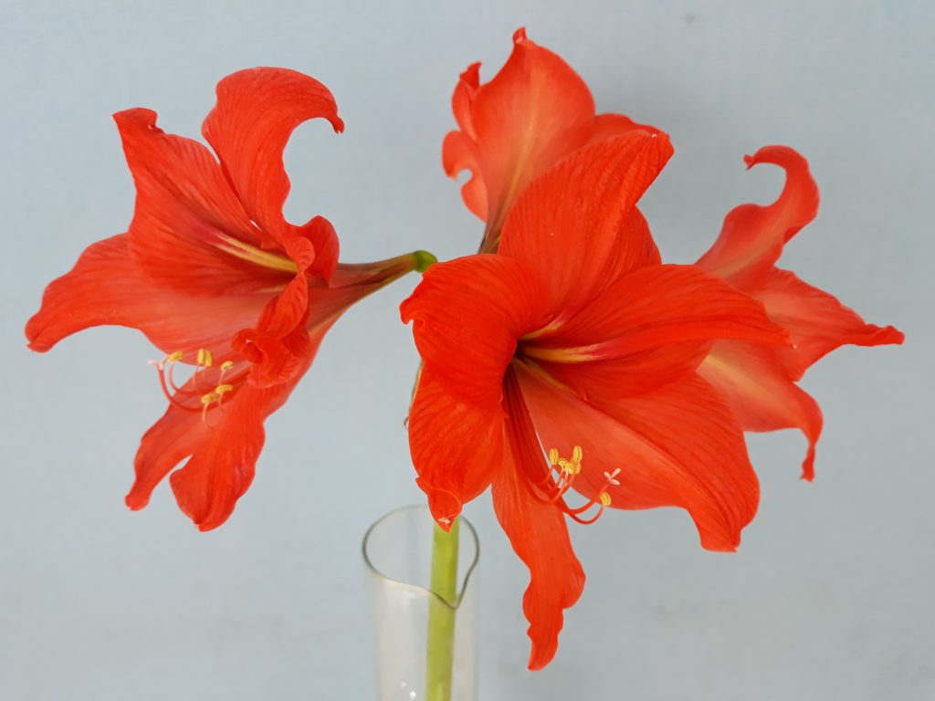 zwartnica Chmiela (Hippeastrum × chmielii Chm.)