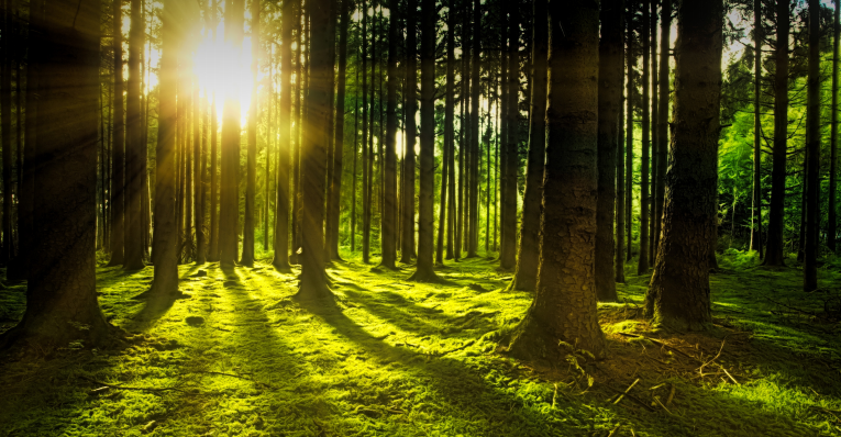 Circular Bioeconomy & Sustainable Development