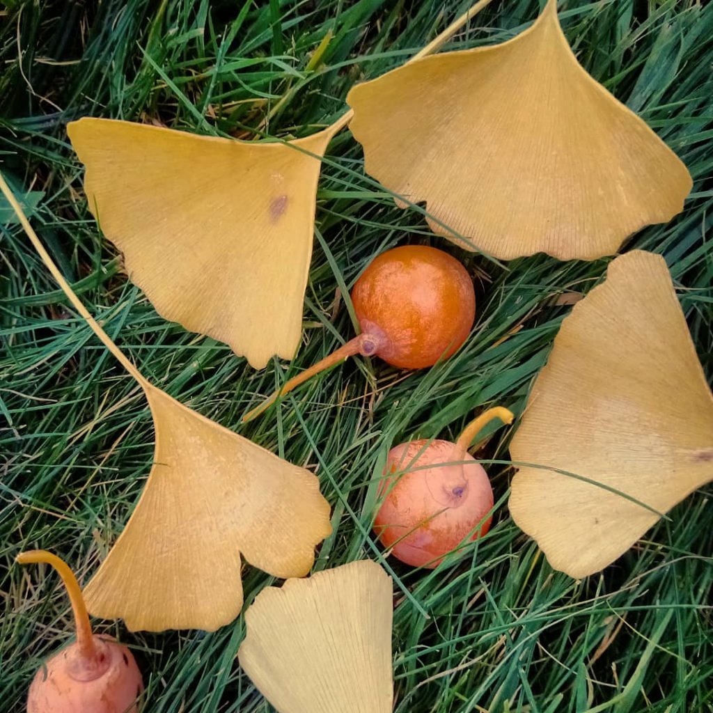 liście i nasiona miłorzębu