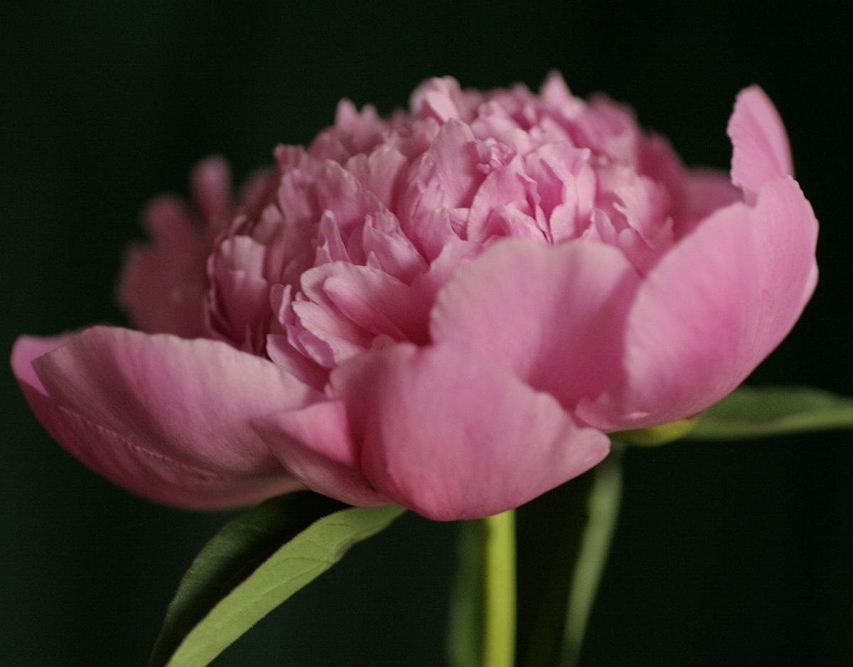 kwiat magnolii