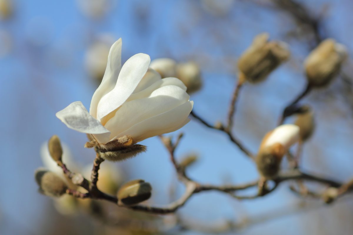 magnolia