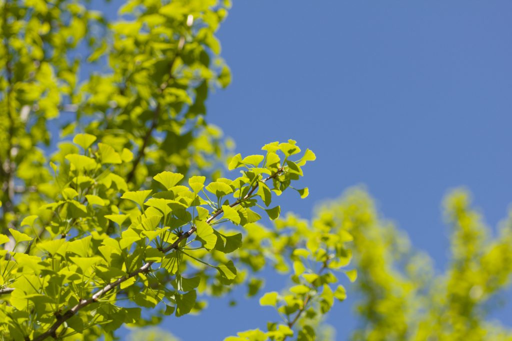 Miłorząb japoński (ginkgo biloba)