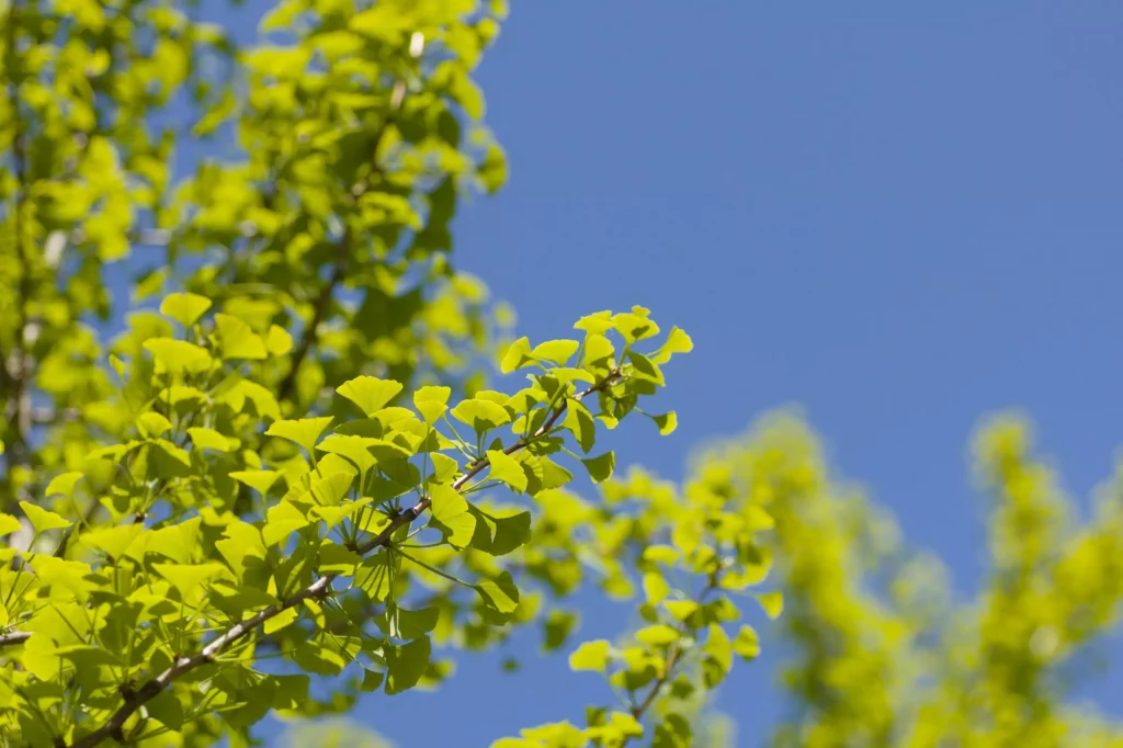 Ginkgo biloba