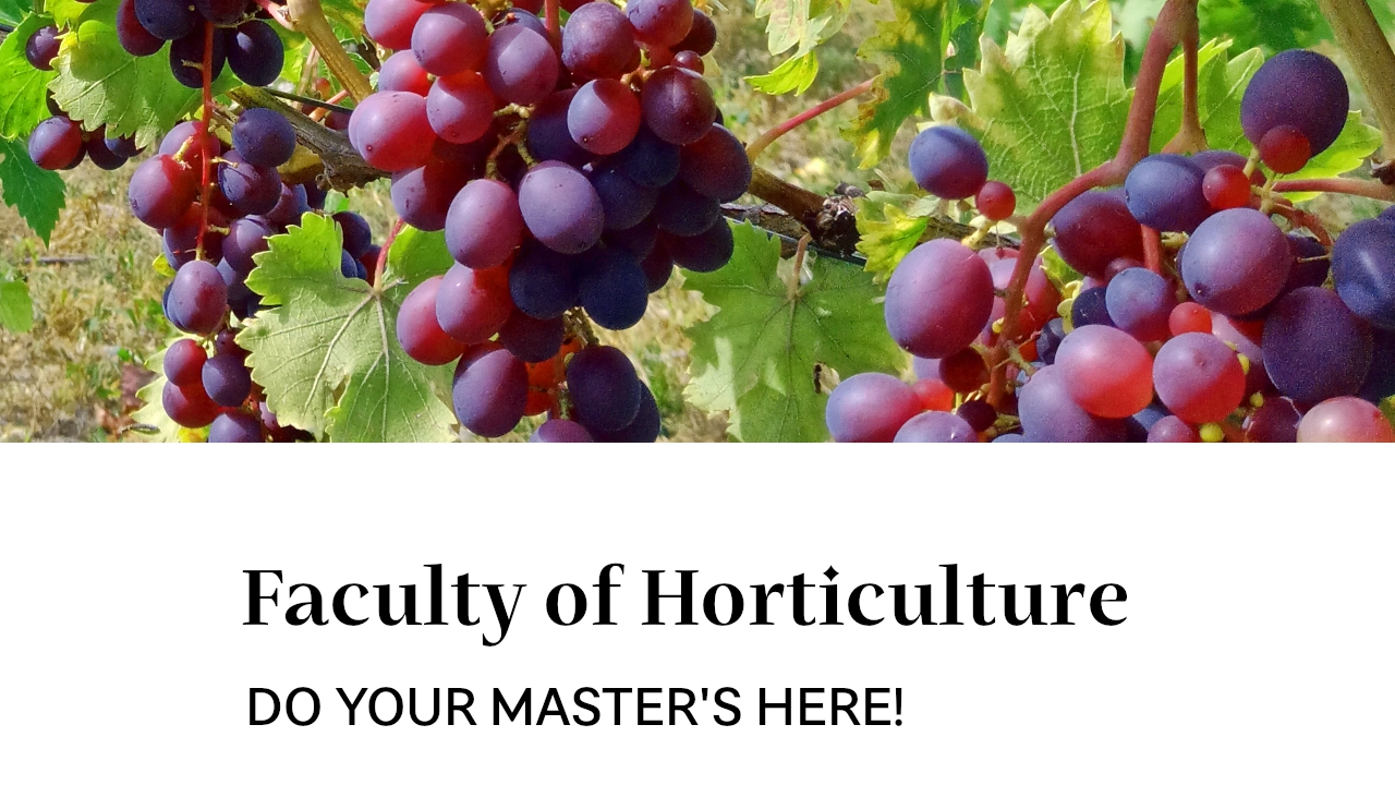 Do your master's here!