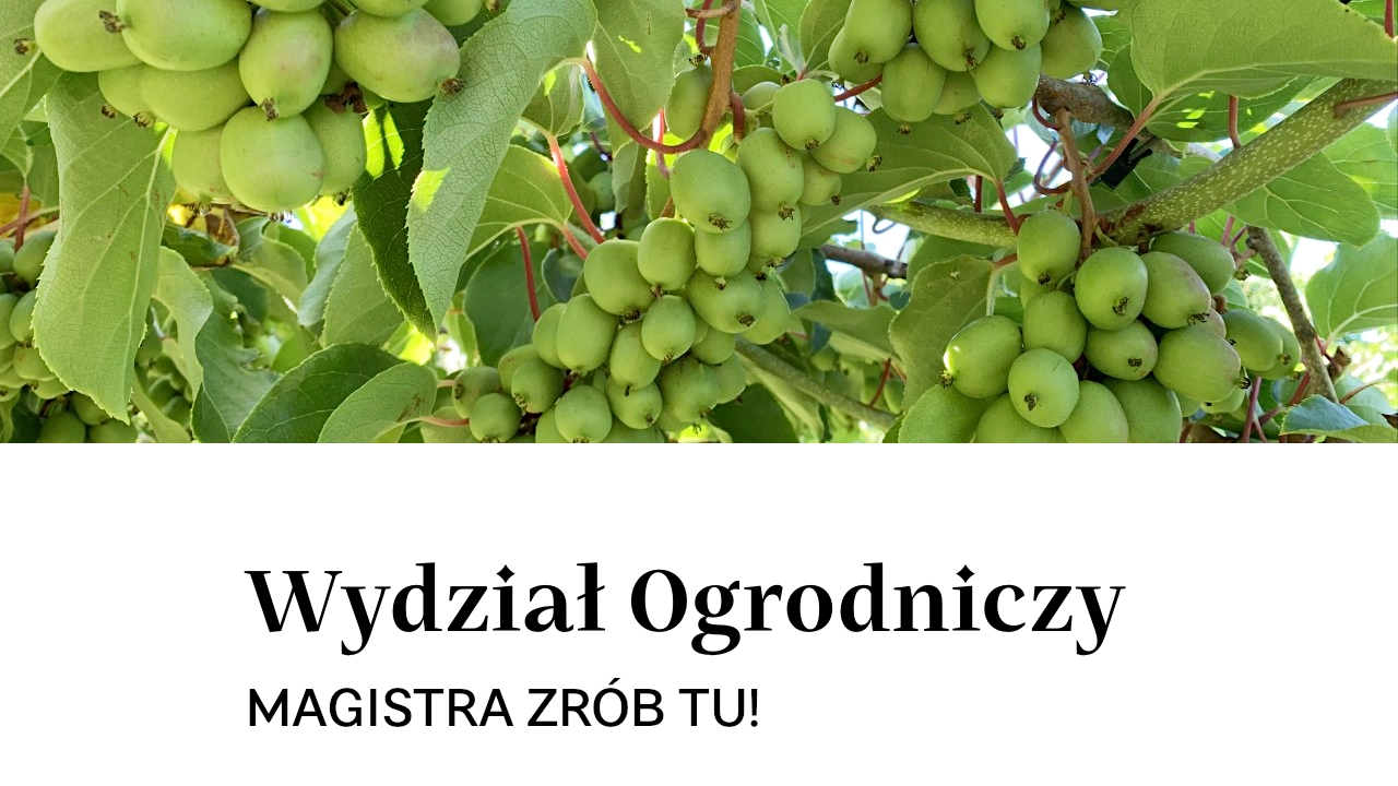 Magistra zrób tu!