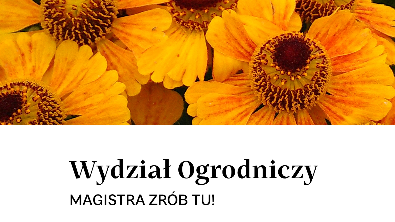 Magistra zrób tu!