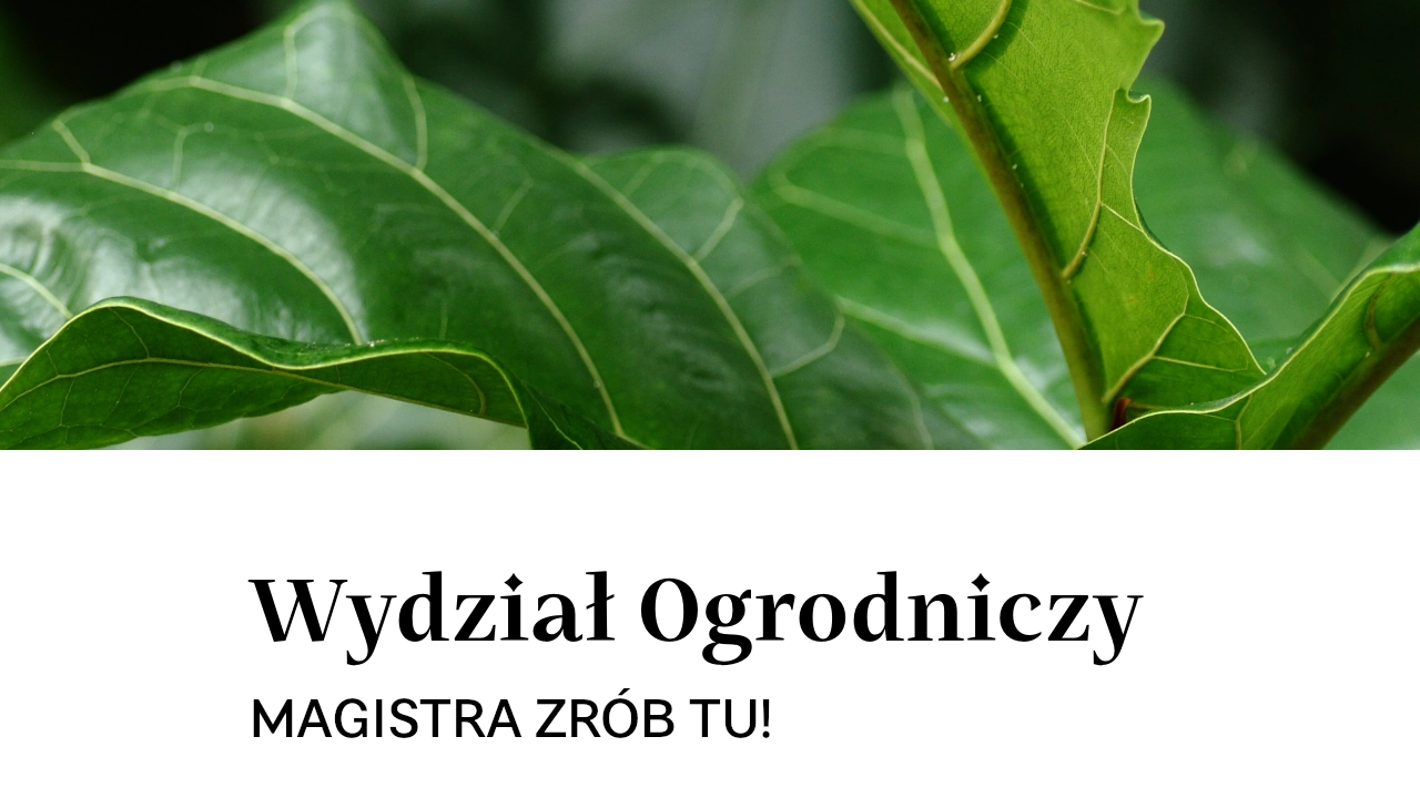 Magistra zrób tu!