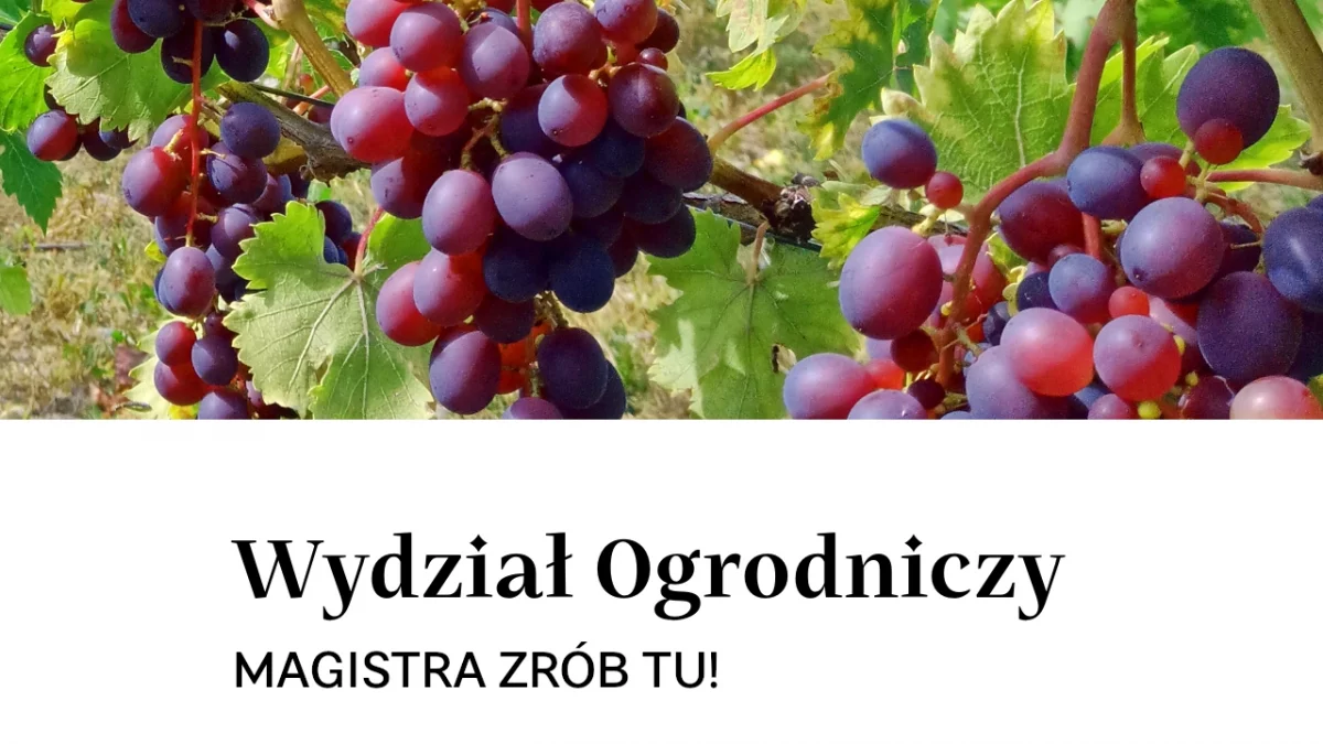 Magistra zrób tu!