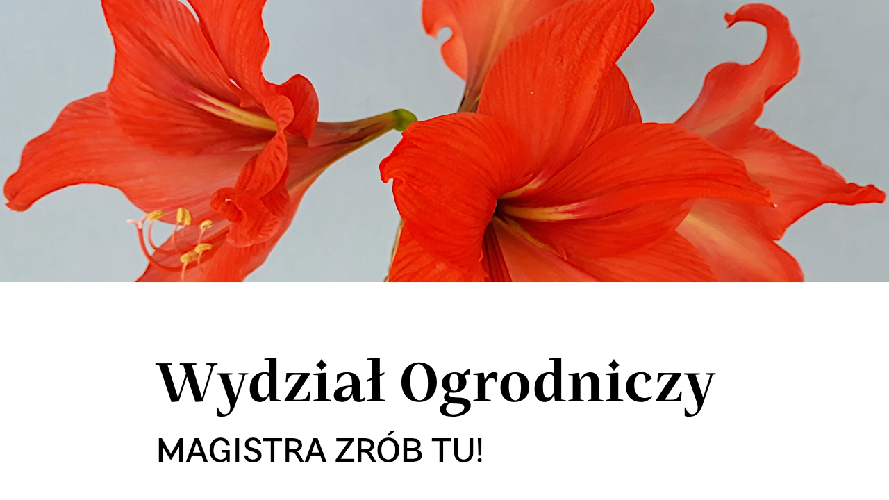 Magistra zrób tu!