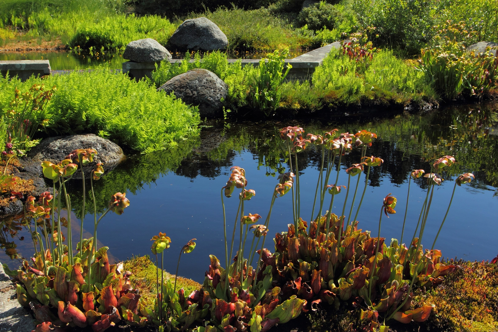 Kapturnica (Sarracenia)