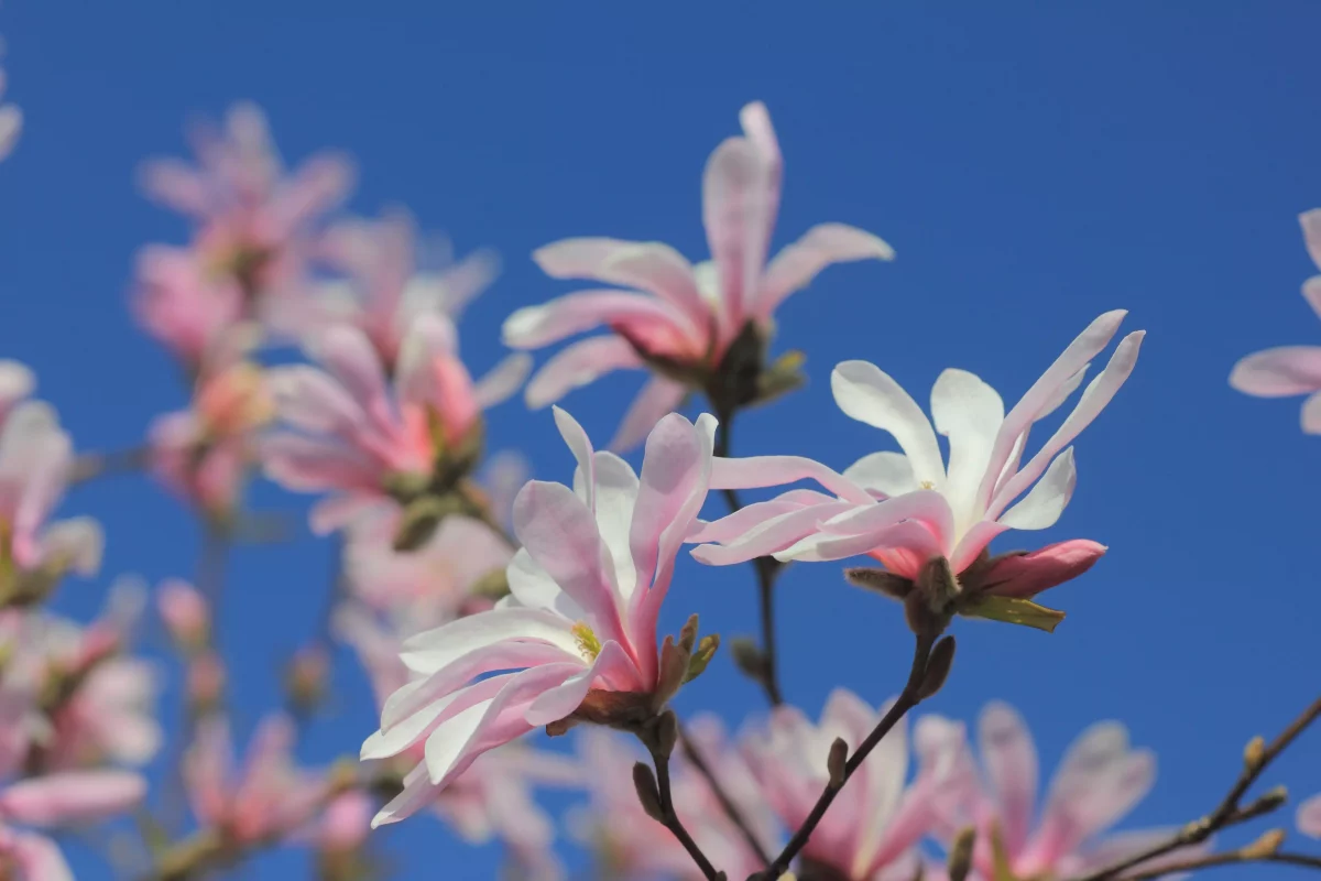 Magnolia