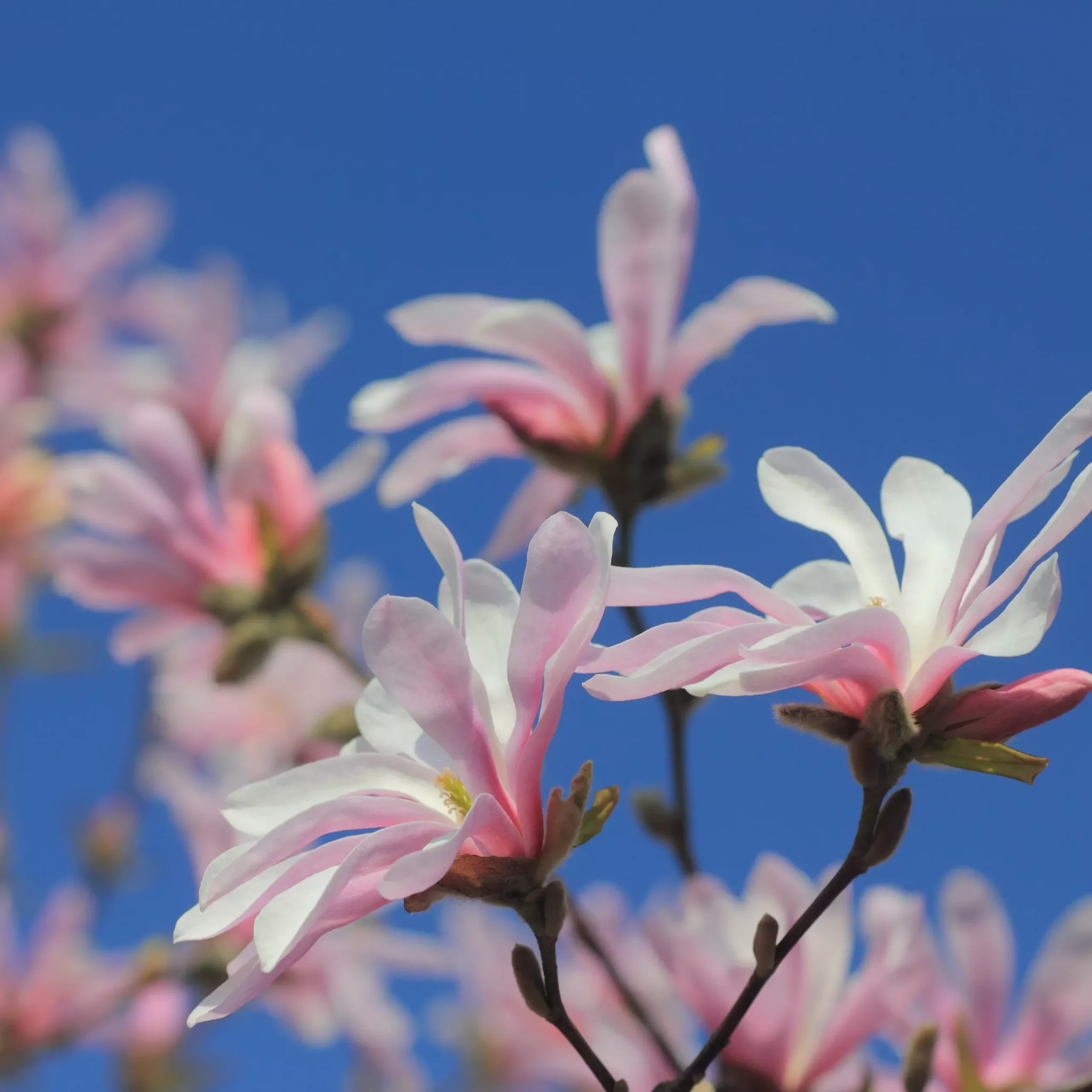 Magnolia