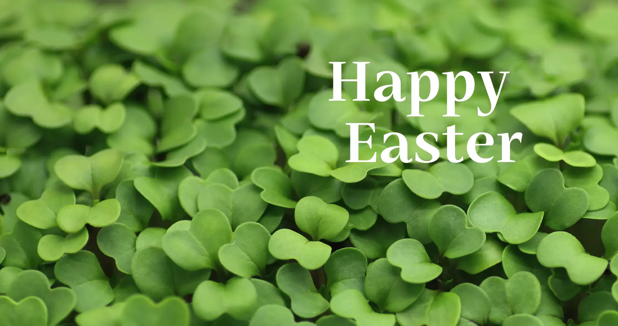 Happy Easter
