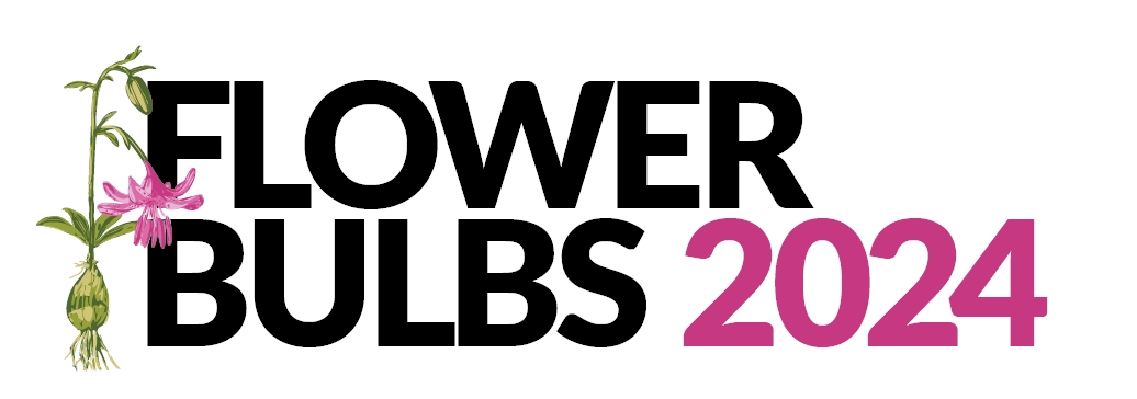 Flower Bulb 2024