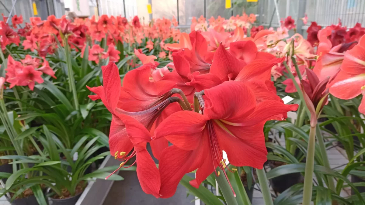 Hippeastrum x chmielii