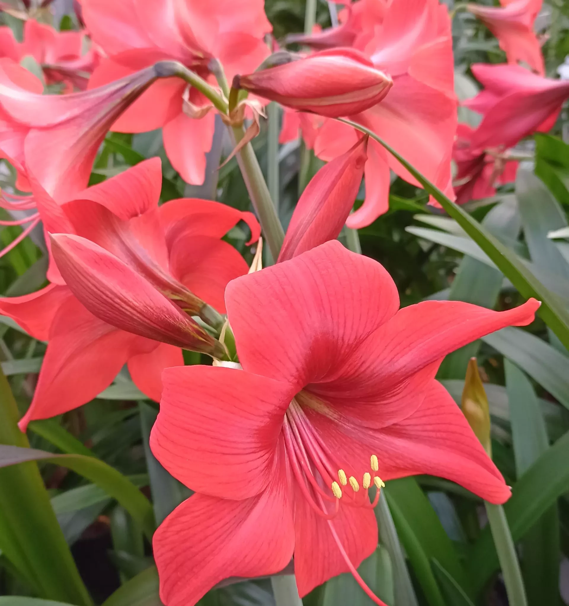 Hippeastrum x chmielii