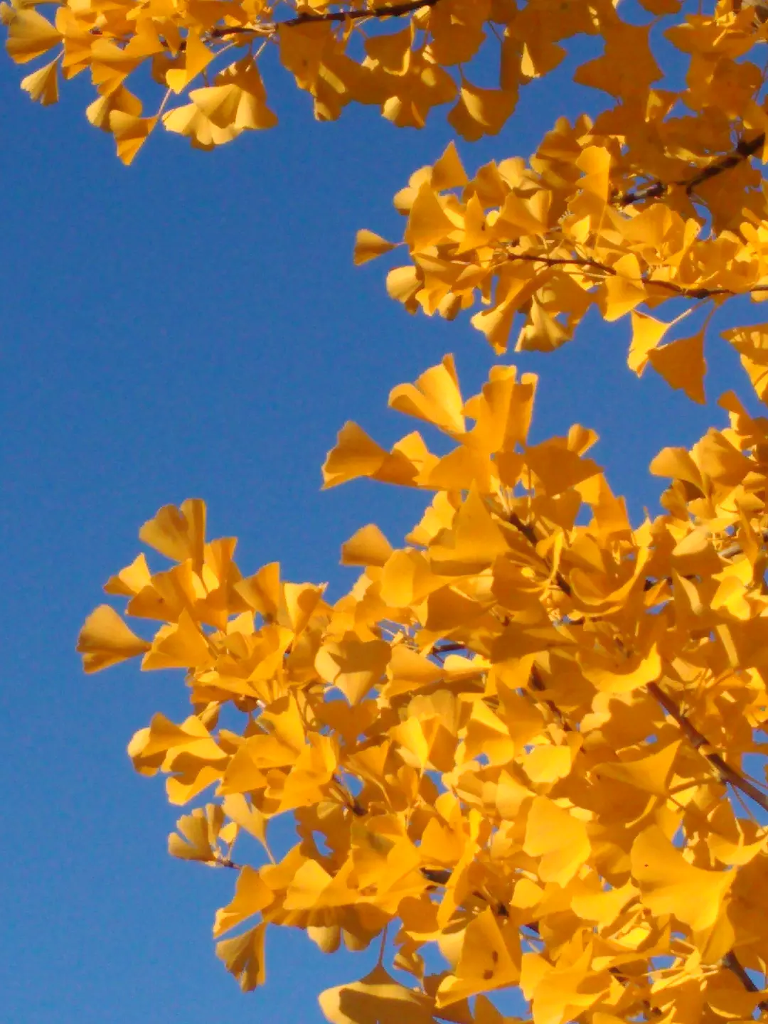 Miłorząb japoński (ginkgo biloba)