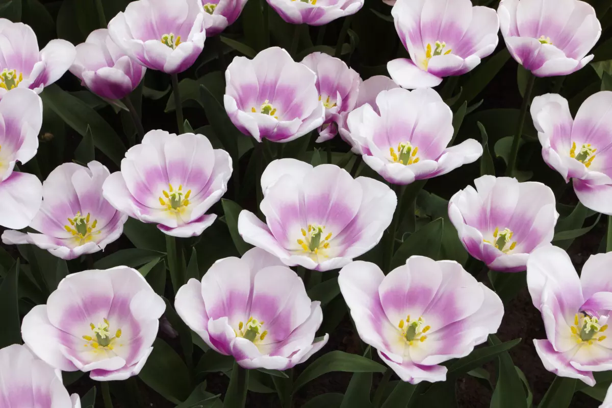 Tulipany