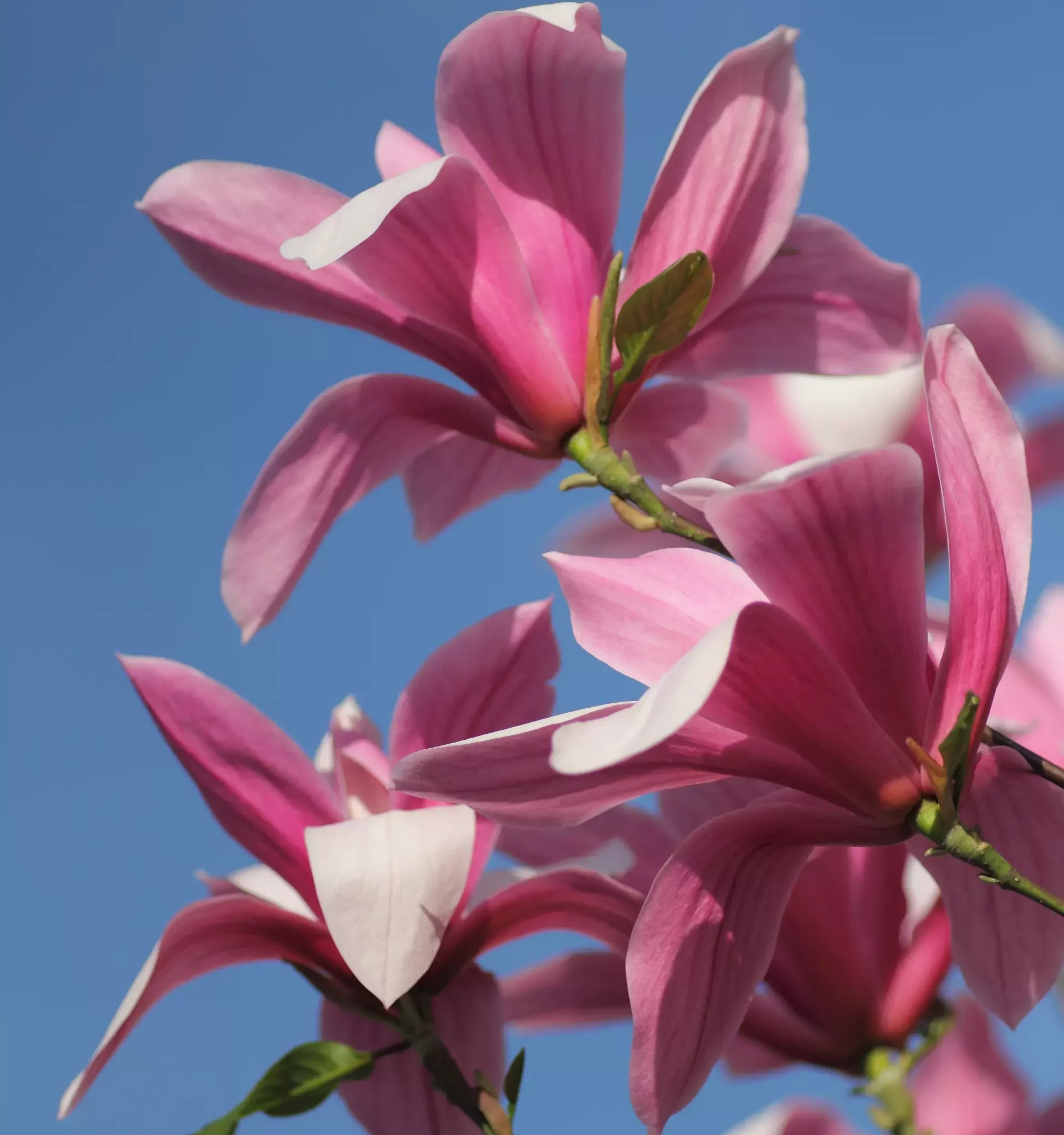 magnolia