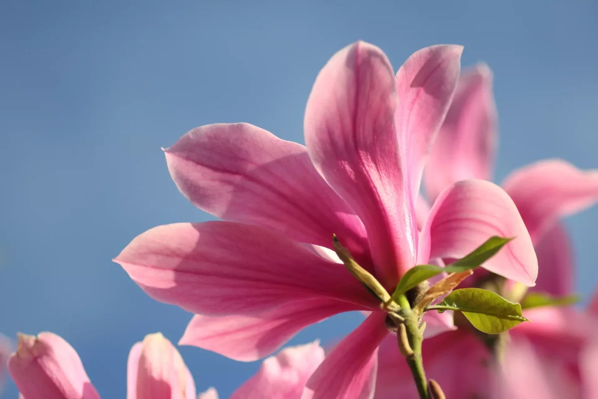 magnolia